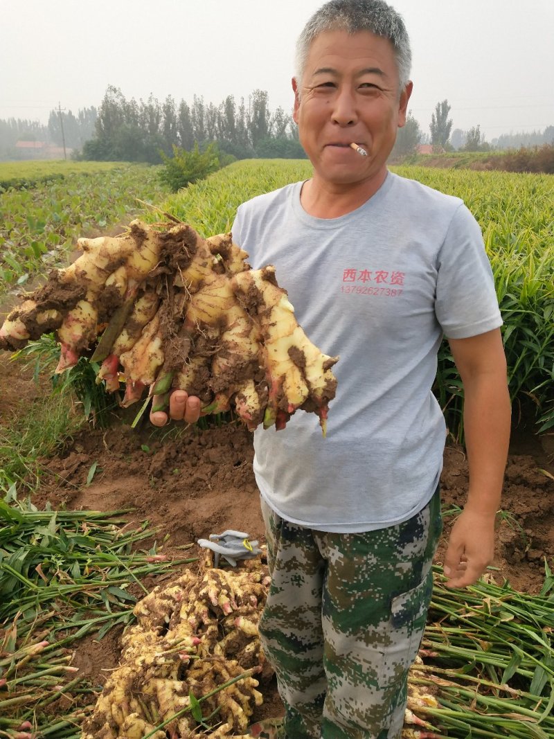 供应优质无公害大姜