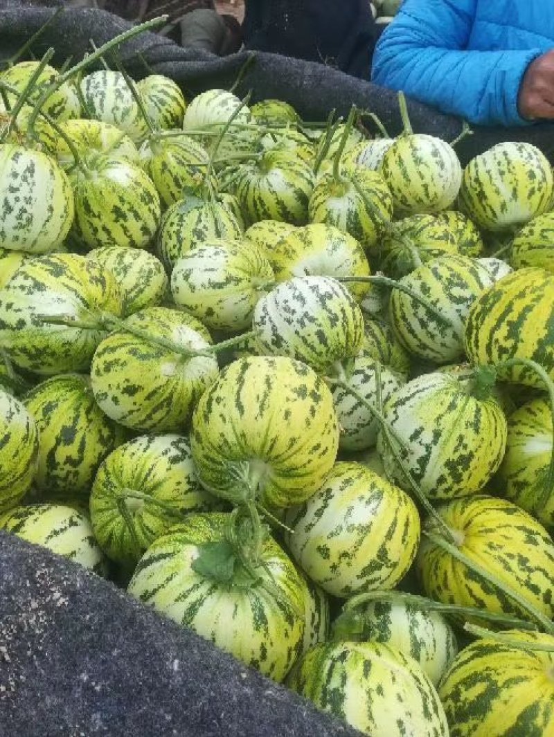 甜瓜，花蕾甜瓜己上市