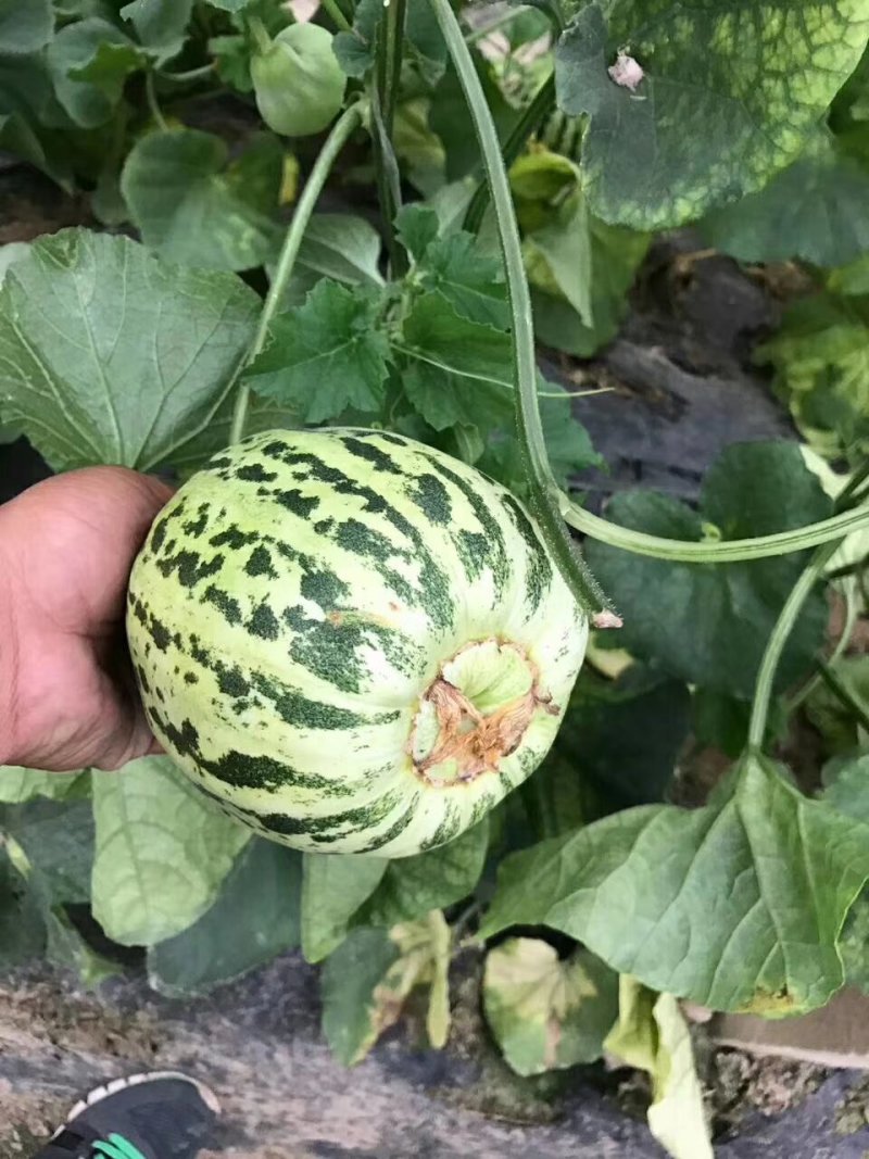 甜瓜，花蕾甜瓜己上市