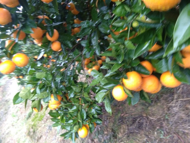 广西阳朔新鲜应季水果，夏橙，颜色红靓，个头均匀