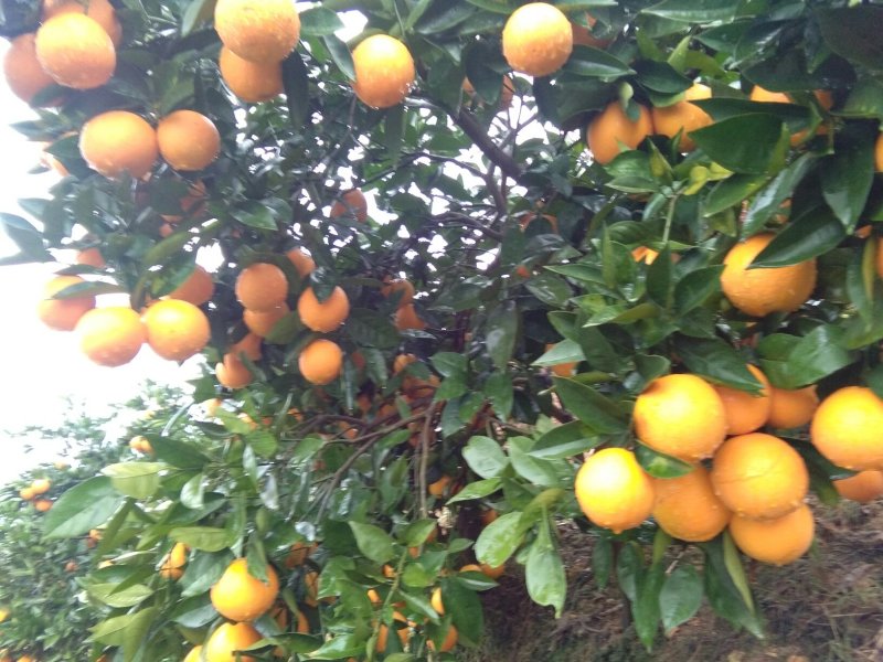 广西阳朔新鲜应季水果，夏橙，颜色红靓，个头均匀