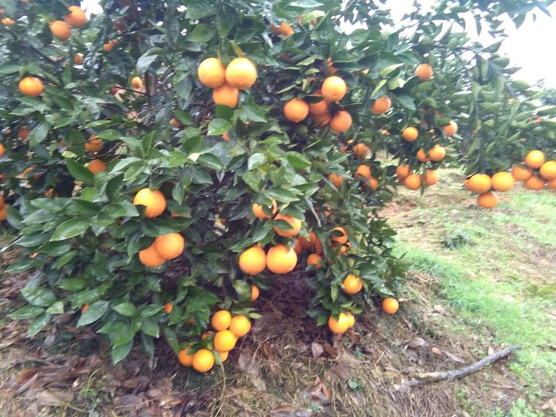 广西阳朔新鲜应季水果，夏橙，颜色红靓，个头均匀