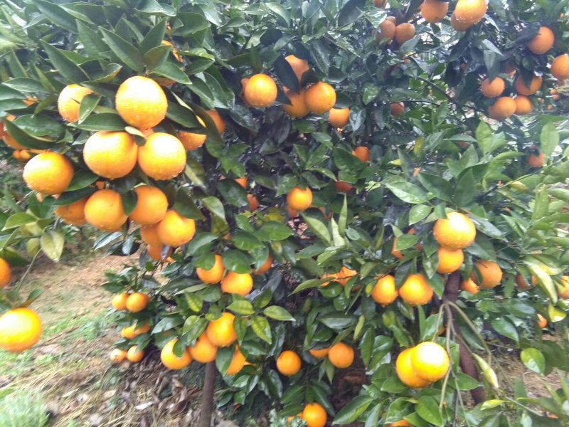 广西阳朔新鲜应季水果，夏橙，颜色红靓，个头均匀