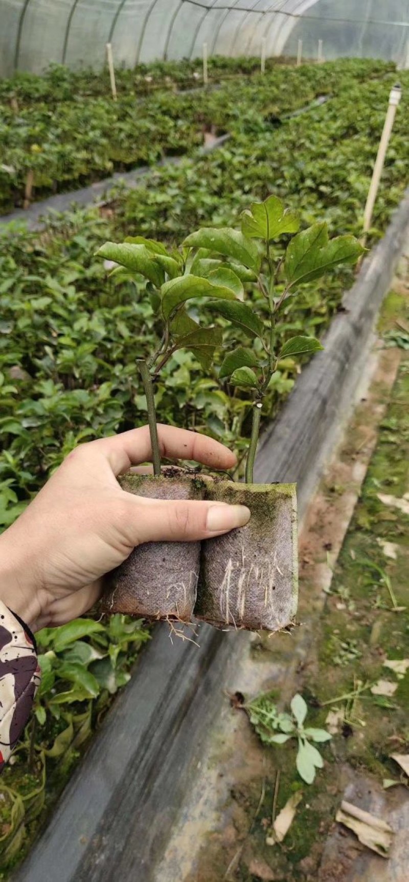 黄金百香果苗