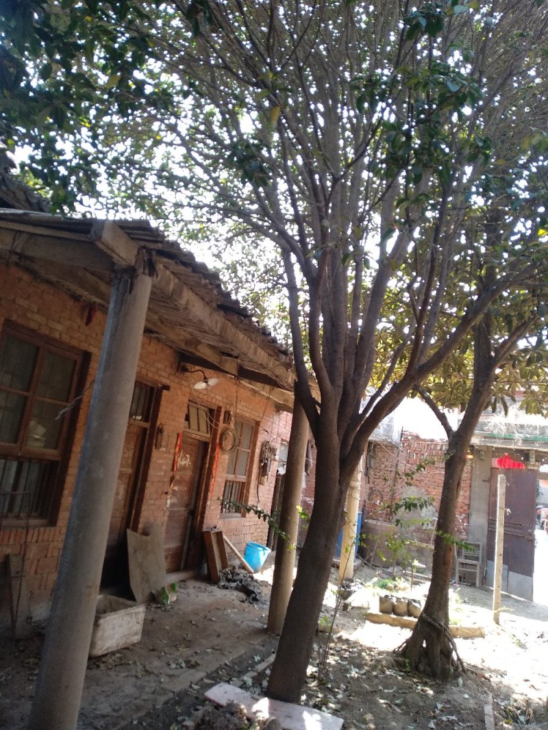 25CM黄金桂花树