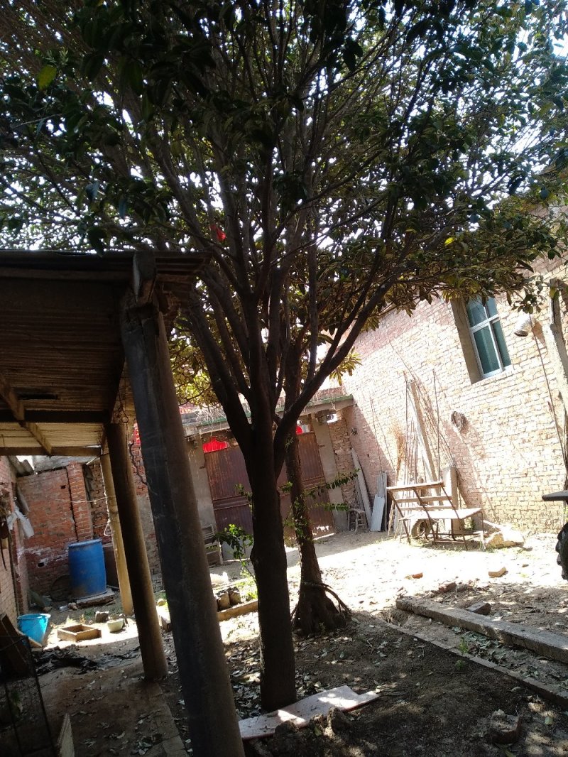 25CM黄金桂花树