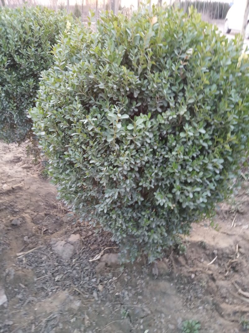 黄杨球80-120cm