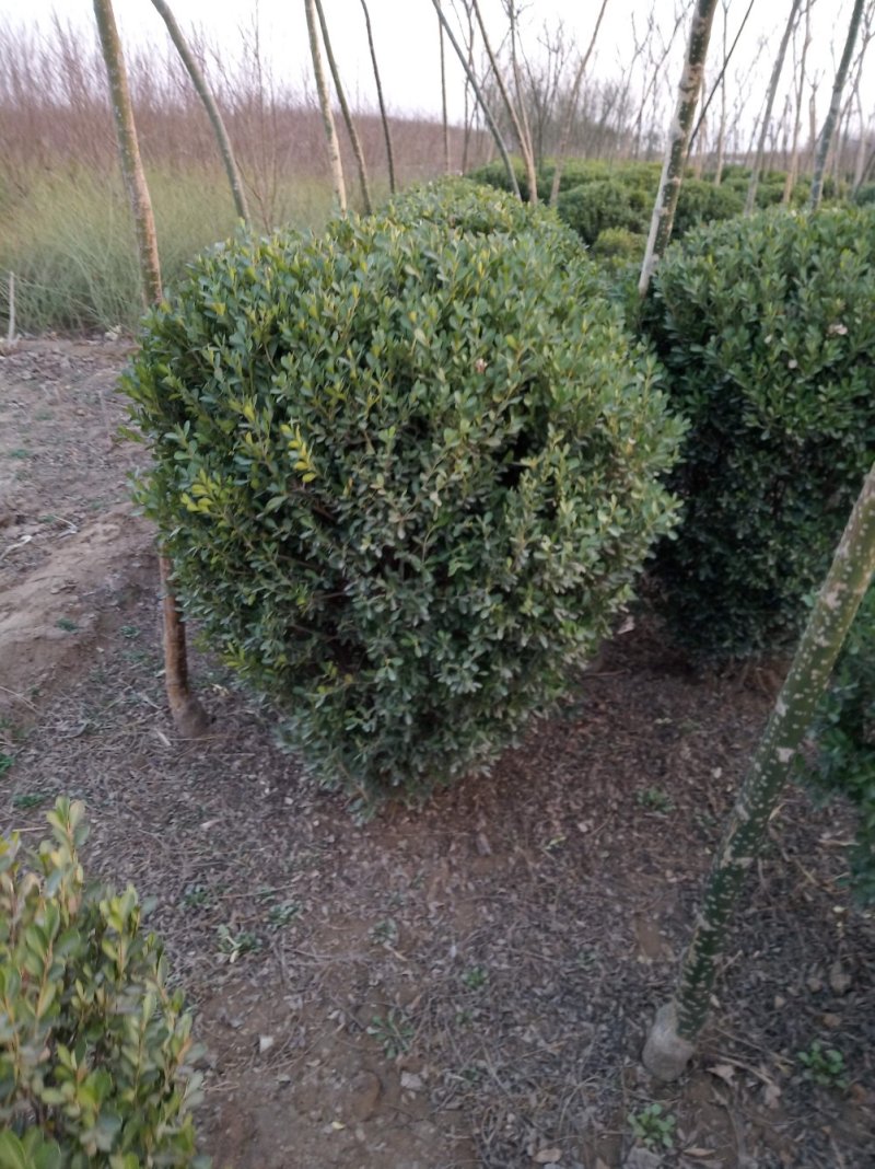 黄杨球80-120cm