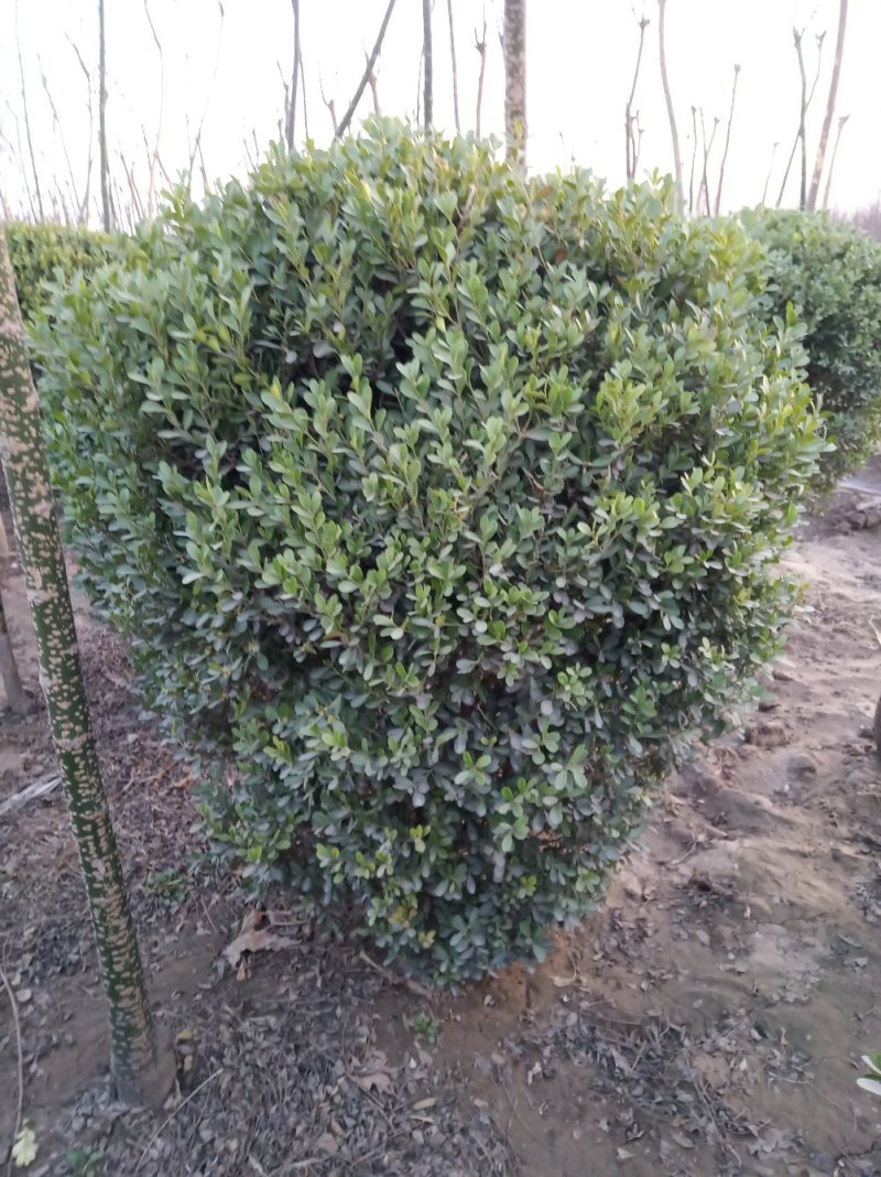 黄杨球80-120cm