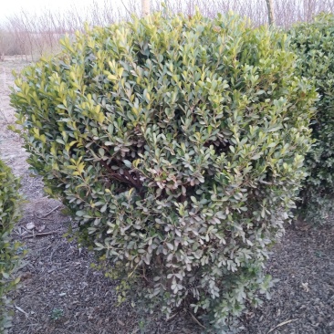 黄杨球80-120cm