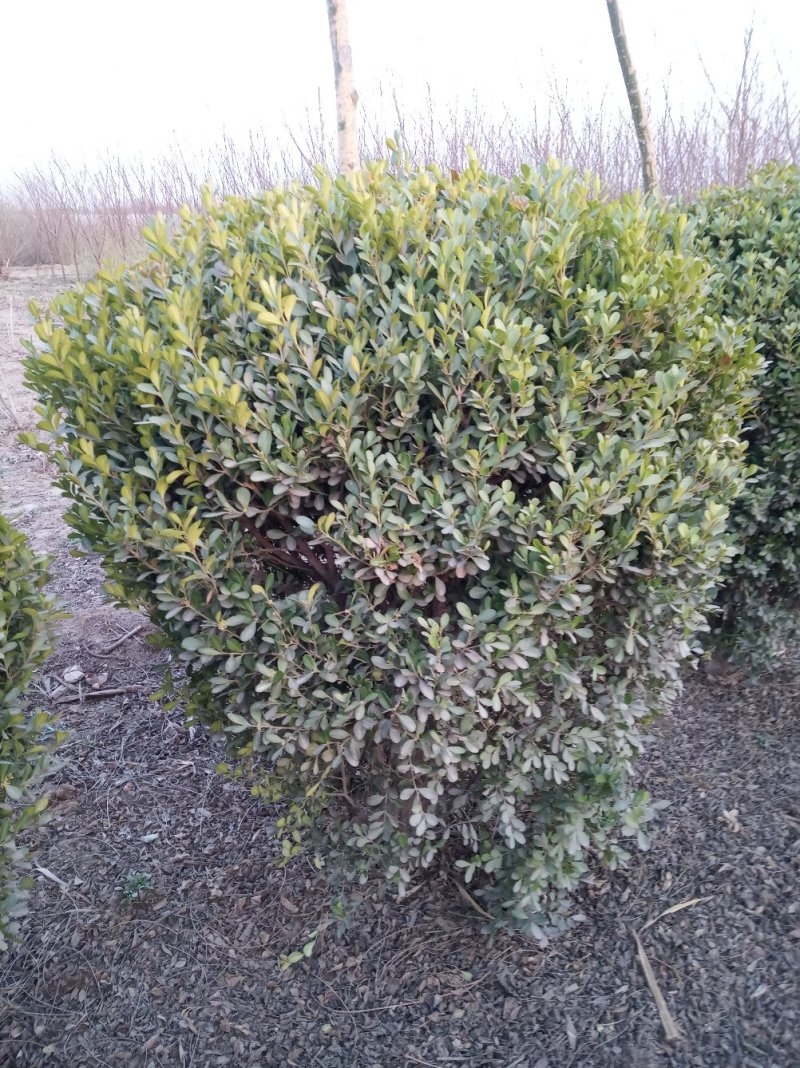 黄杨球80-120cm