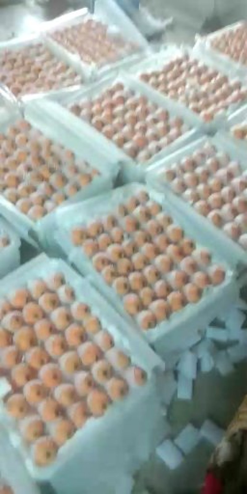 米易五星枇杷！个大味甜，价格适中，各种规格，价格不同！