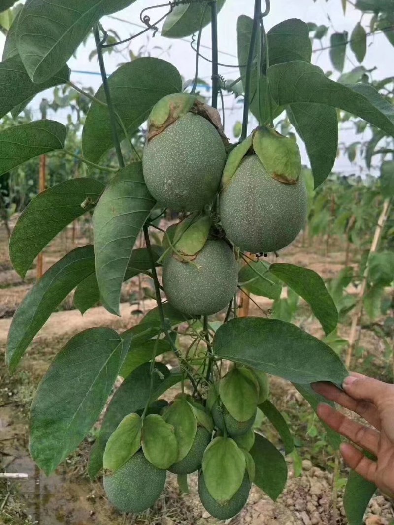 荔枝味木瓜紫香黄金百香果苗