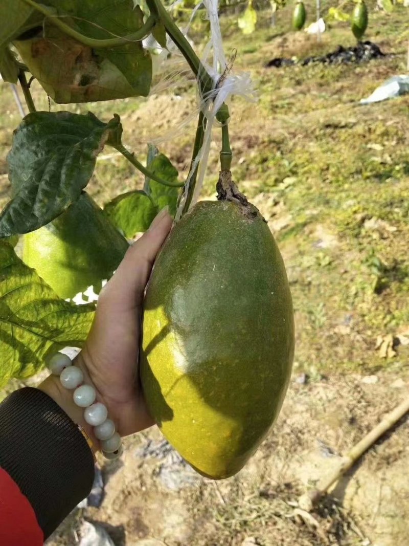 荔枝味木瓜紫香黄金百香果苗