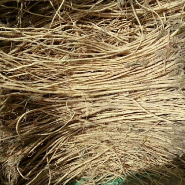 春季种植关防风苗的联系我，现货出售