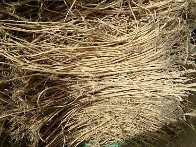 春季种植关防风苗的联系我，现货出售