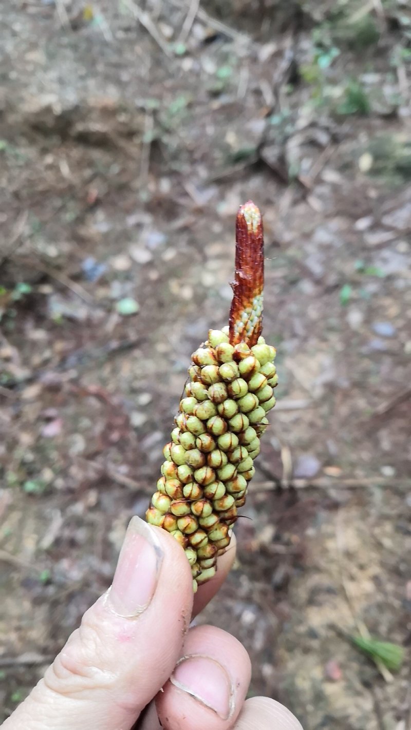 野生松茸