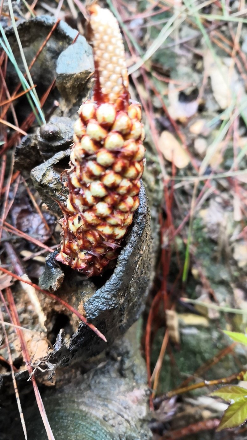 野生松茸