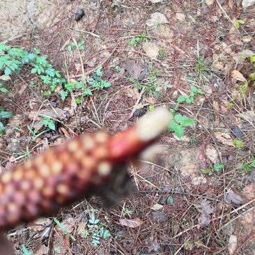 野生松茸