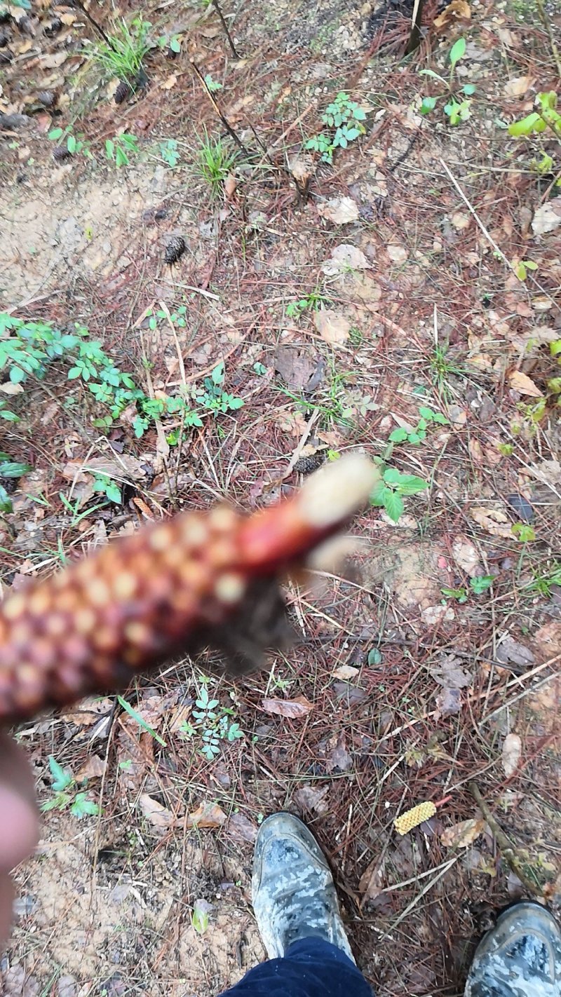 野生松茸