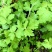 黄色野菊花多年野生老苗
