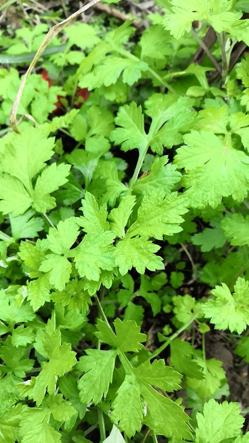 黄色野菊花多年野生老苗