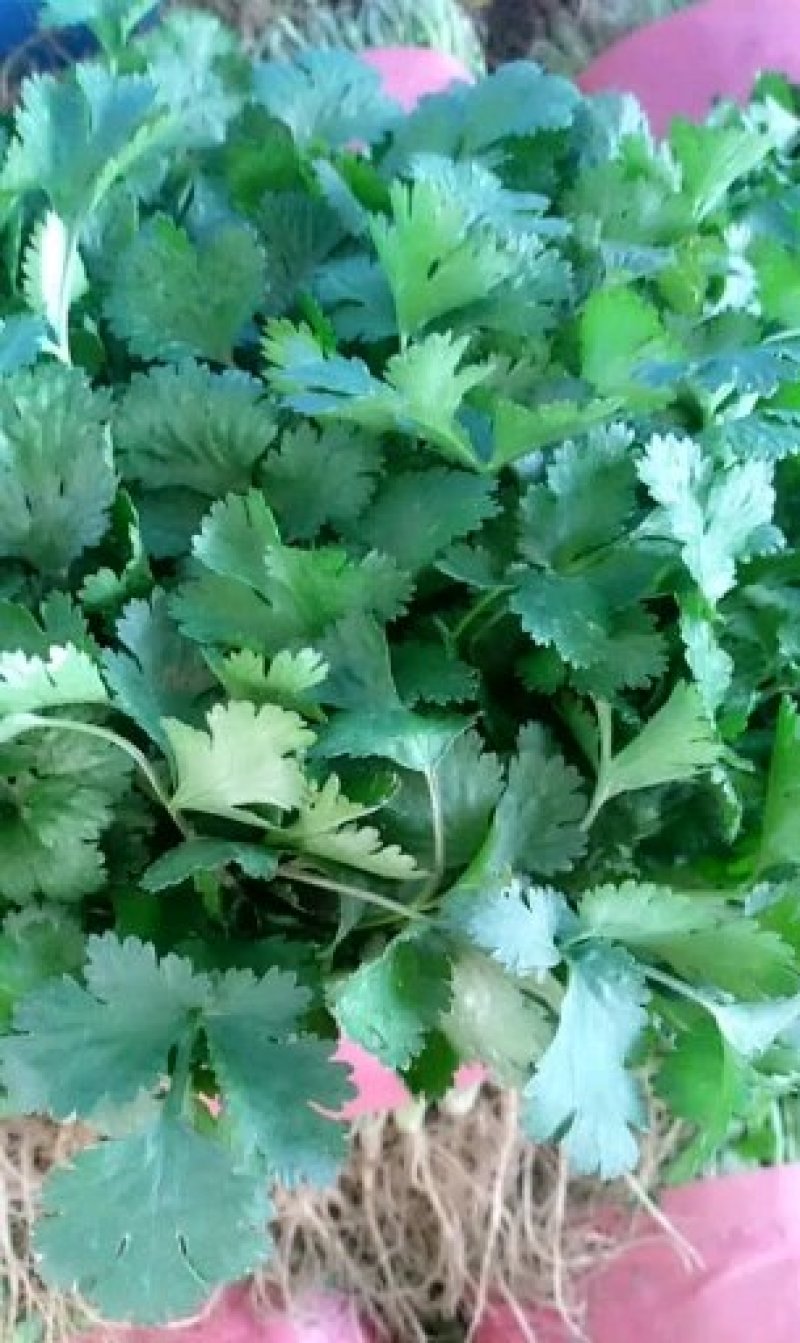 大叶香菜
