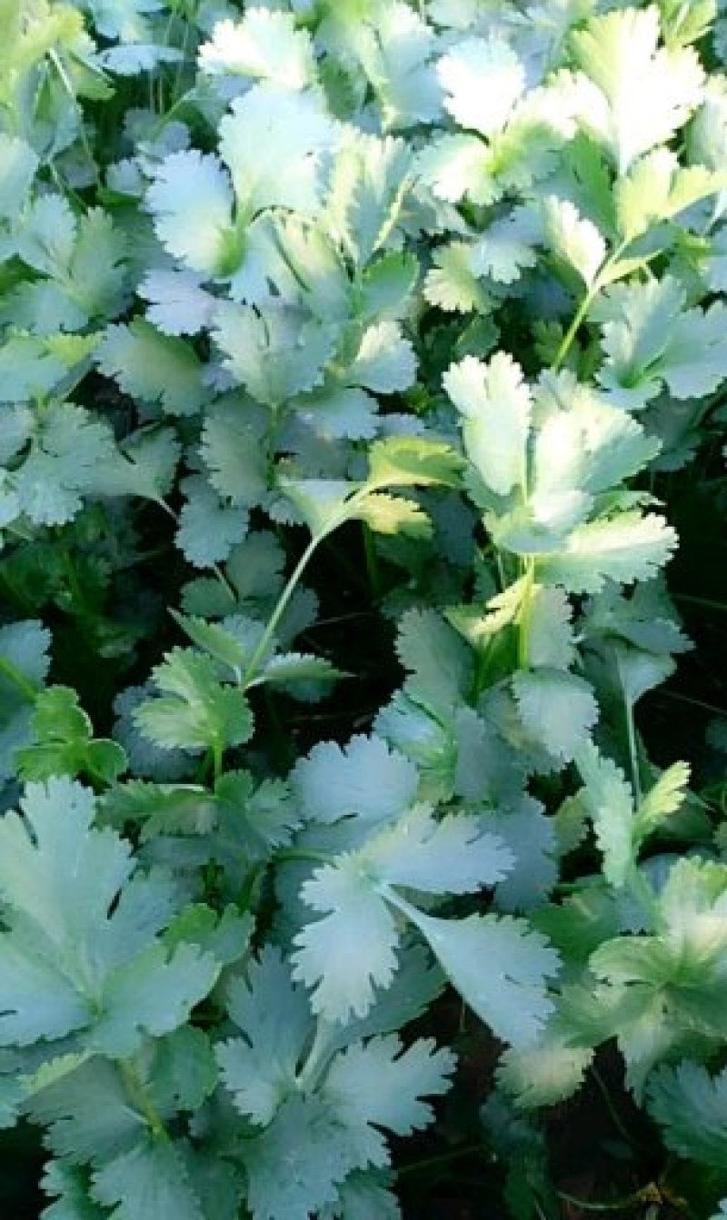 大叶香菜
