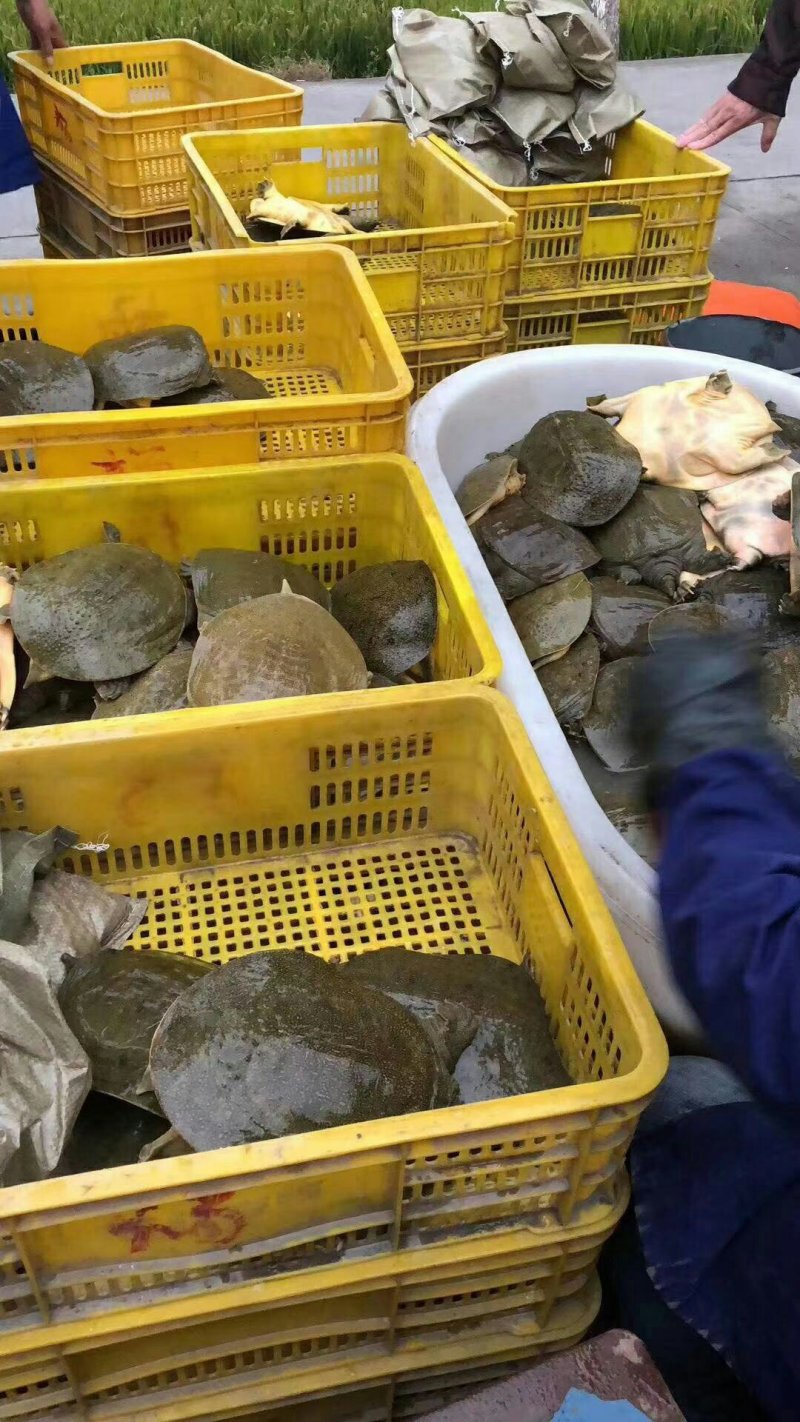 正宗甲鱼，中华甲鱼、自家农场直接发货，没有中间商，现抓现