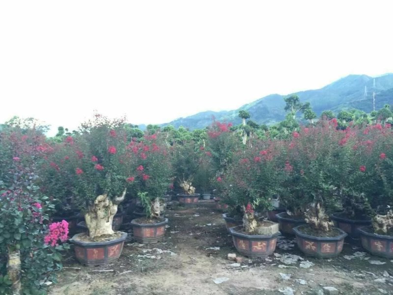 绿化苗木，紫薇盆景，紫薇桩，紫薇，百日红