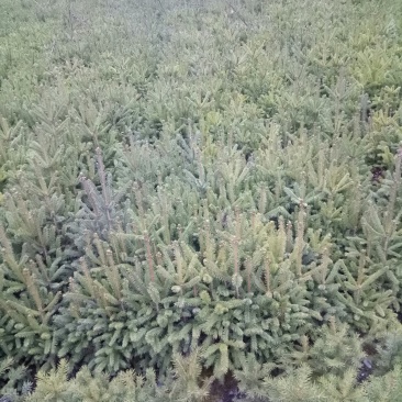 大量出售20-70云杉树苗