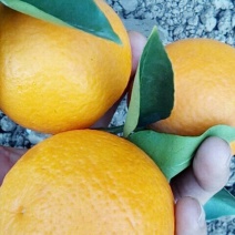 春橙