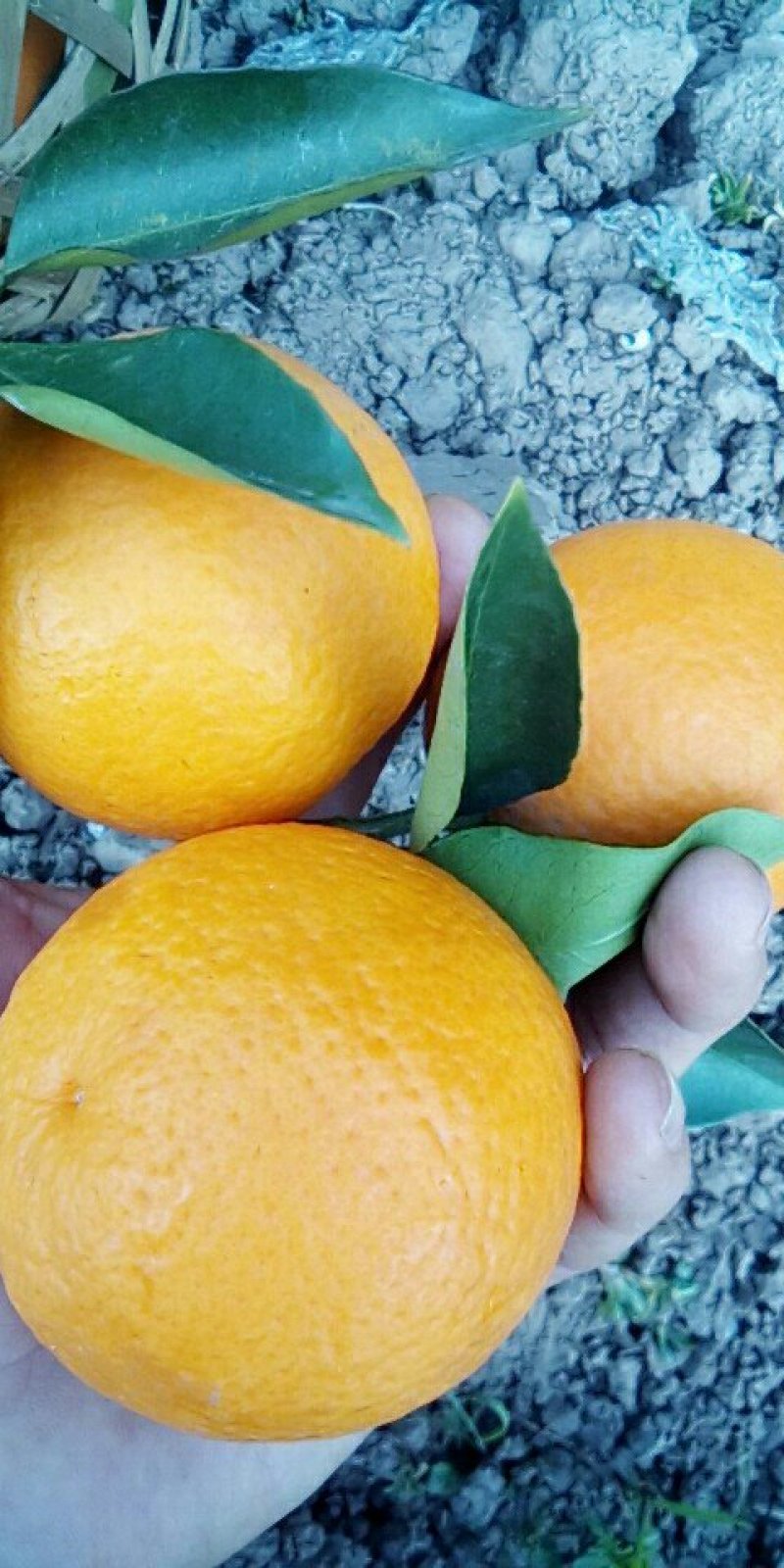 春橙