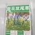 鼠尾草种子多年生宿根花卉种子蓝鄂鼠尾草种子洋苏草景观花海