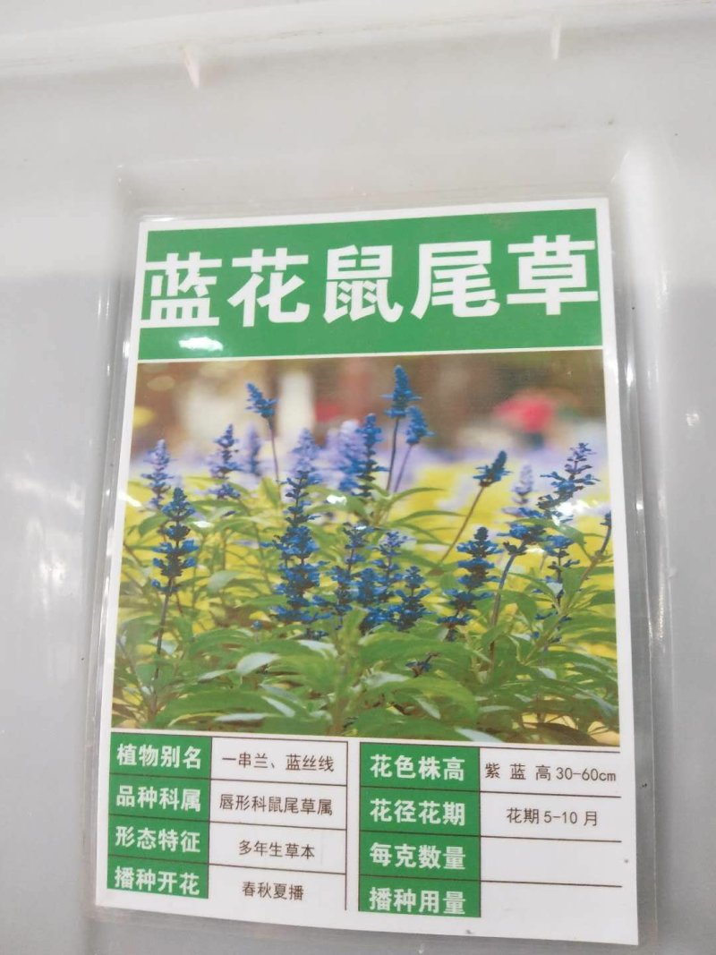 鼠尾草种子多年生宿根花卉种子蓝鄂鼠尾草种子洋苏草景观花海