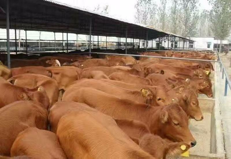 山东改良黄牛，活牛厂家货源，物美价廉，量大从优，欢迎全国客商