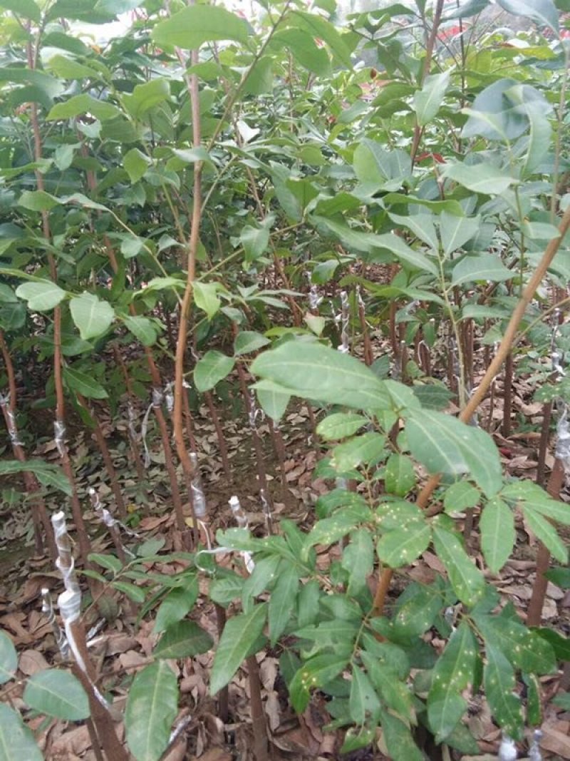 四季龙眼苗，苗子靓丽，地苗杯苗都有，一年多次开花结果