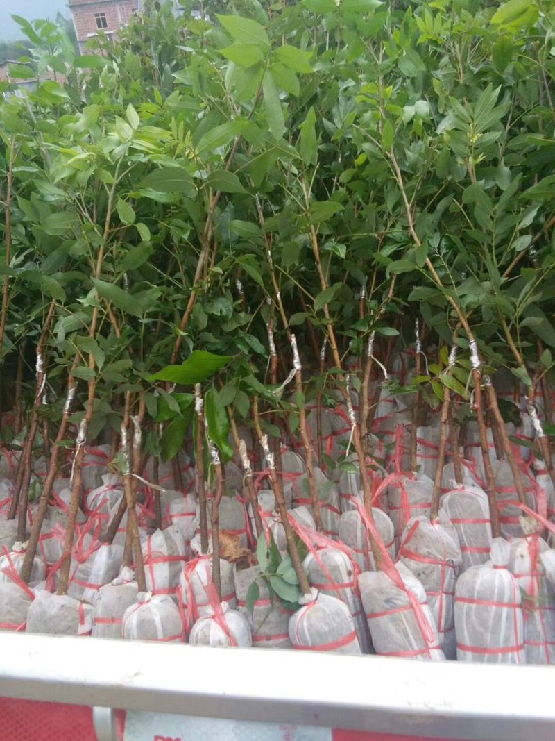 四季龙眼苗，苗子靓丽，地苗杯苗都有，一年多次开花结果