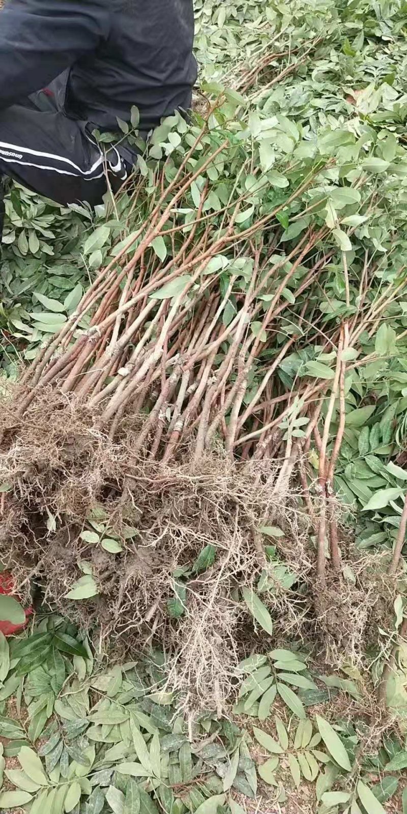 四季龙眼苗，苗子靓丽，地苗杯苗都有，一年多次开花结果