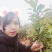 杨梅苗，嫁接苗，东魁杨梅鸡蛋那么大的果
