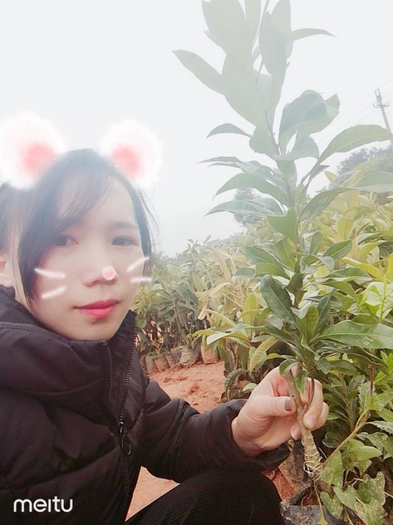 杨梅苗，嫁接苗，东魁杨梅鸡蛋那么大的果