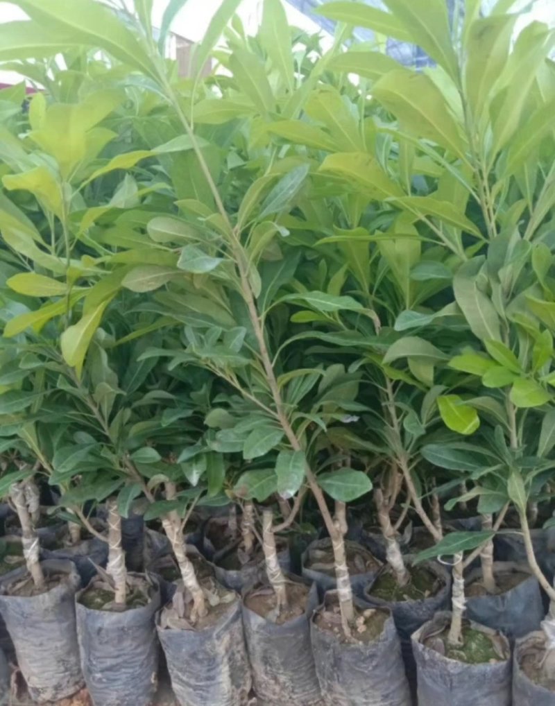 杨梅苗，嫁接苗，东魁杨梅鸡蛋那么大的果