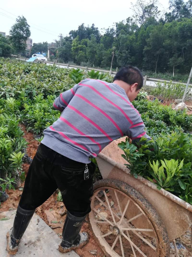 杨梅苗，嫁接苗，东魁杨梅鸡蛋那么大的果