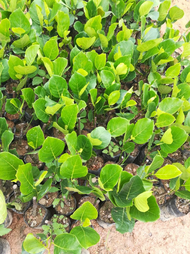 马来西亚一号四季菠萝蜜苗，嫁接苗带营养杯