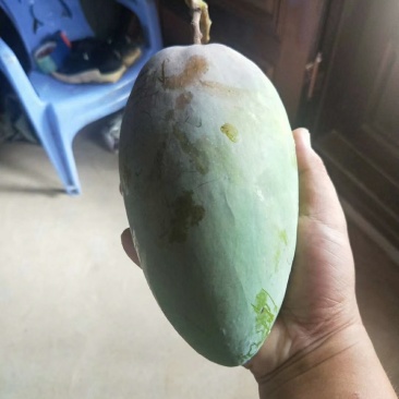 芒果苗