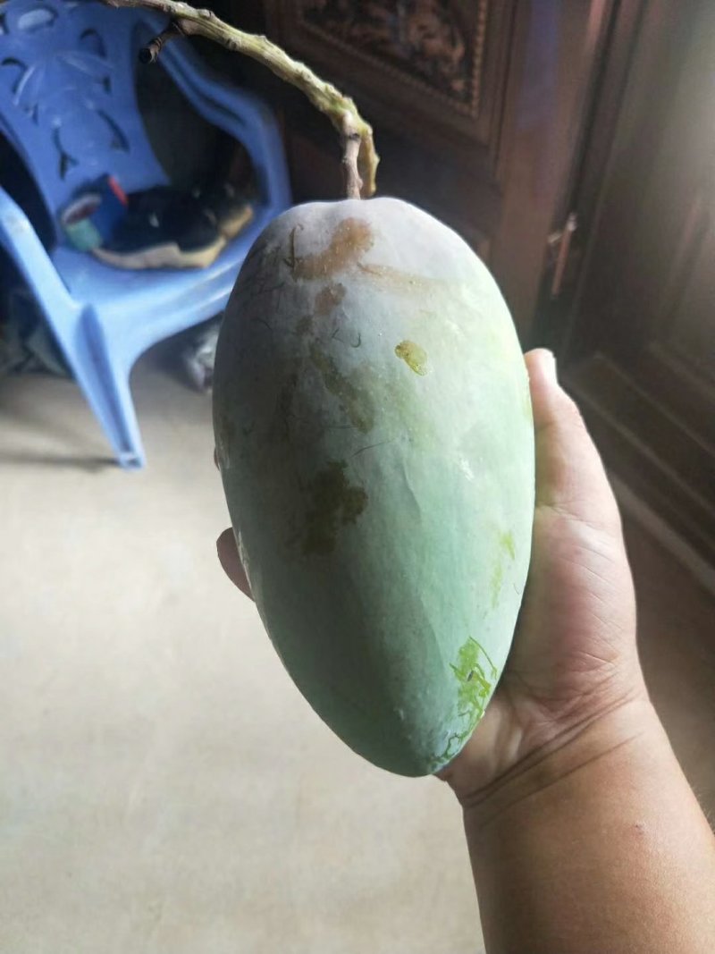 芒果苗
