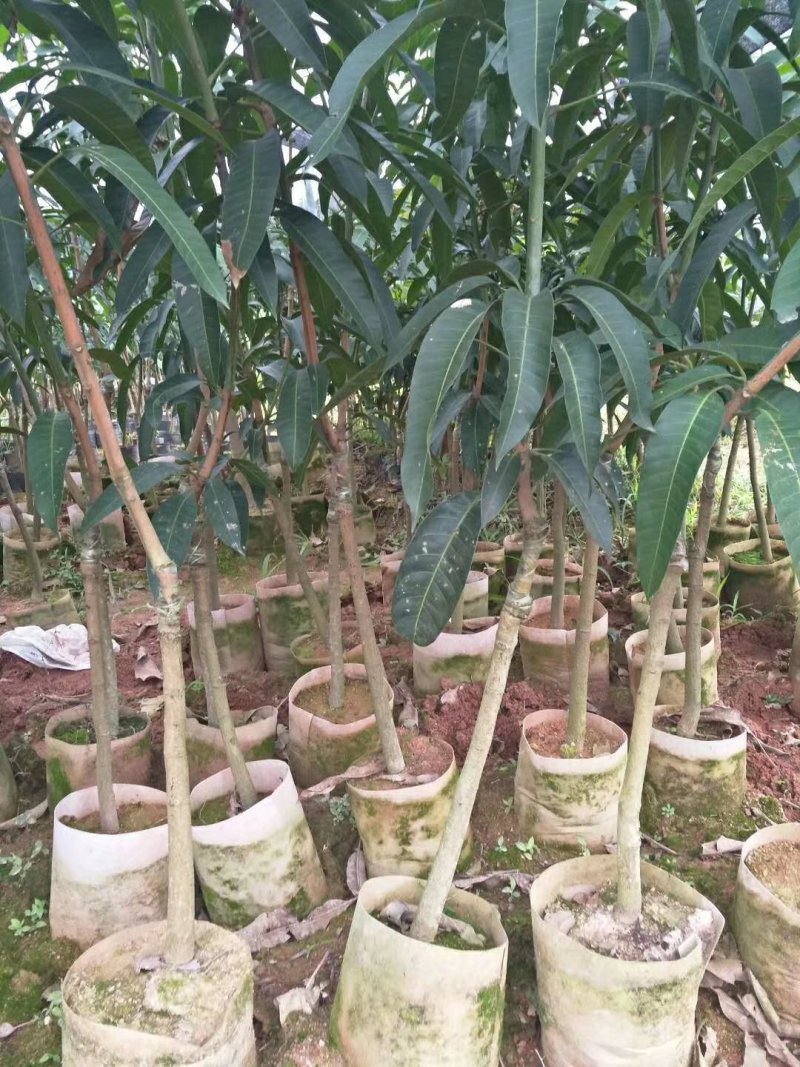 芒果苗