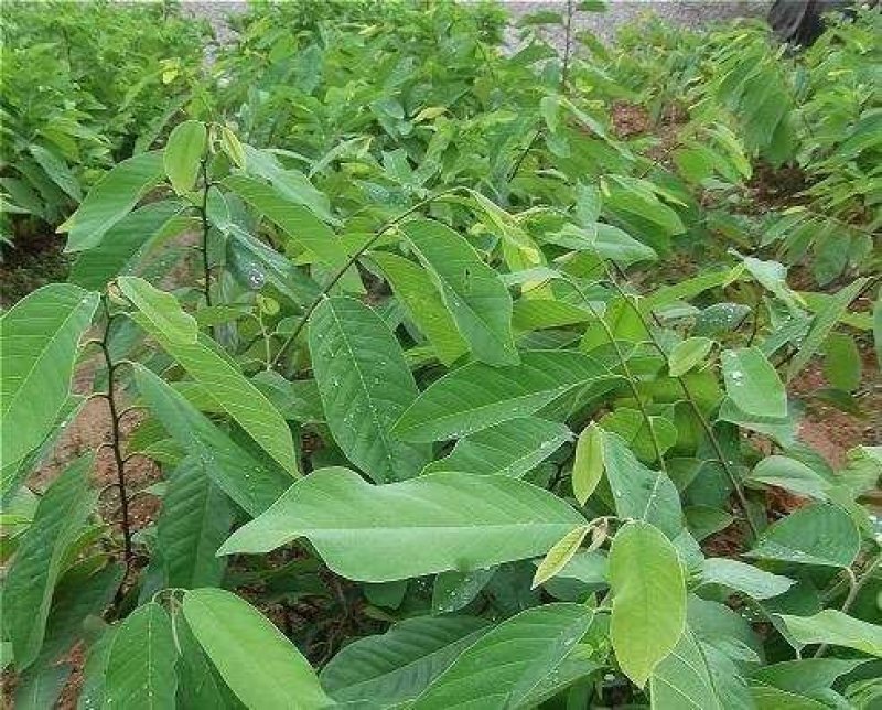 台湾释迦果也叫番荔枝、佛头果，嫁接苗，果子清甜