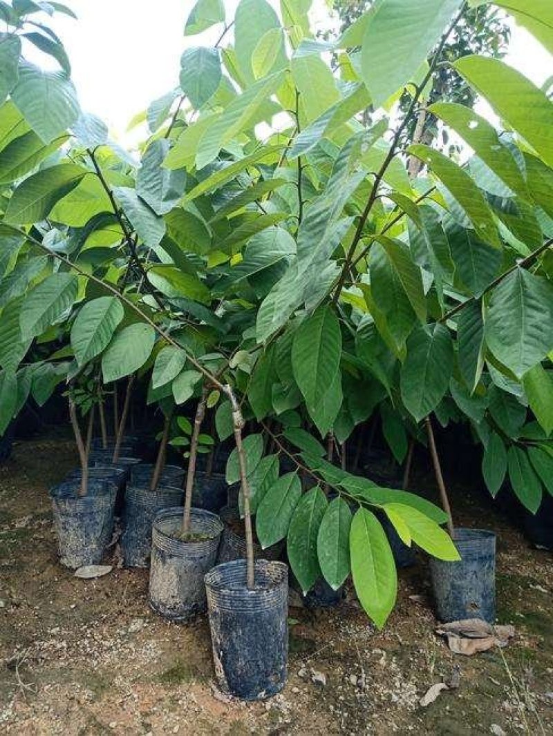 台湾释迦果也叫番荔枝、佛头果，嫁接苗，果子清甜