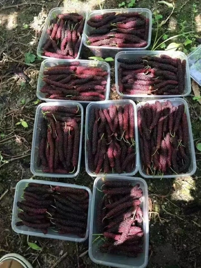 台湾长桑果苗